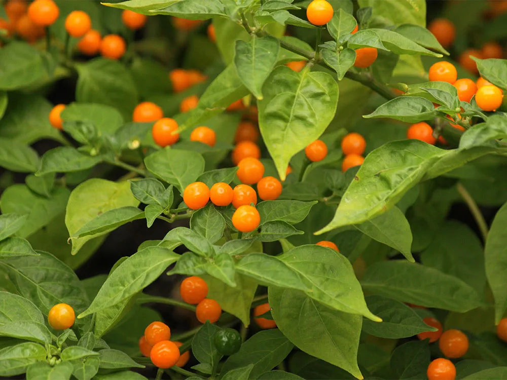Aji Charapita: Cultivating the World's Smallest Hot Pepper