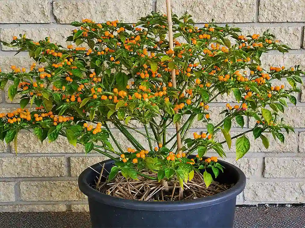 Aji Charapita Pepper Seeds: Unleash the Exotic Flavors of Peru