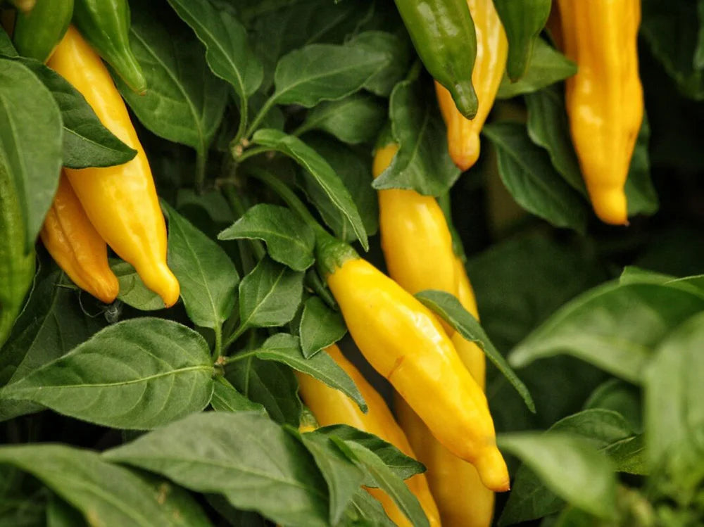 Aji Lemon Pepper Seeds: Citrusy Peruvian Peppers with a Kick