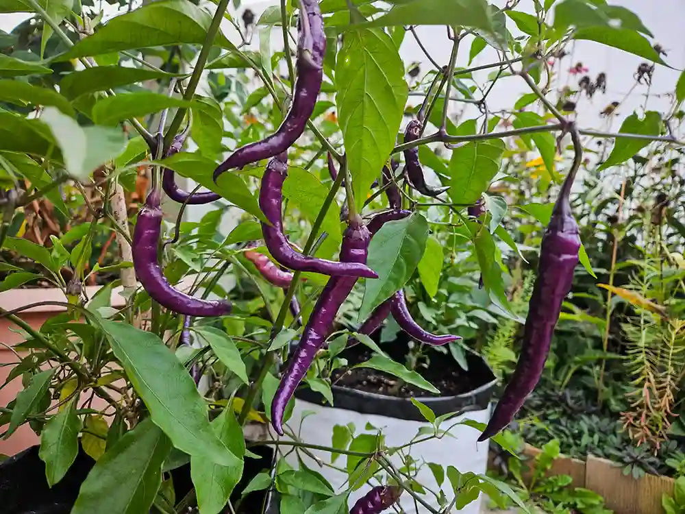 Buena Mulata Pepper Seeds: A Colorful Culinary Adventure