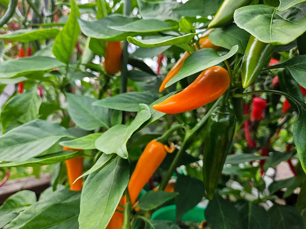 Bulgarian Carrot Pepper Seeds: Brighten Your Garden and Plate