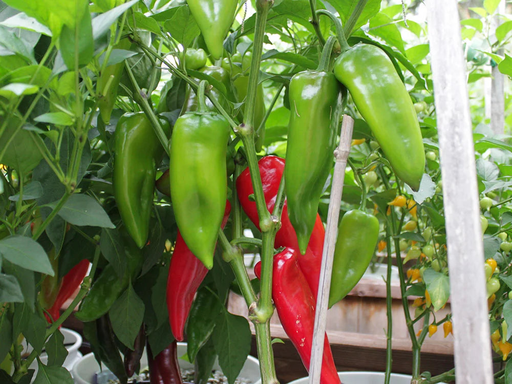 Chervena Chushka Pepper Seeds: Grow Tasty, Sweet Peppers
