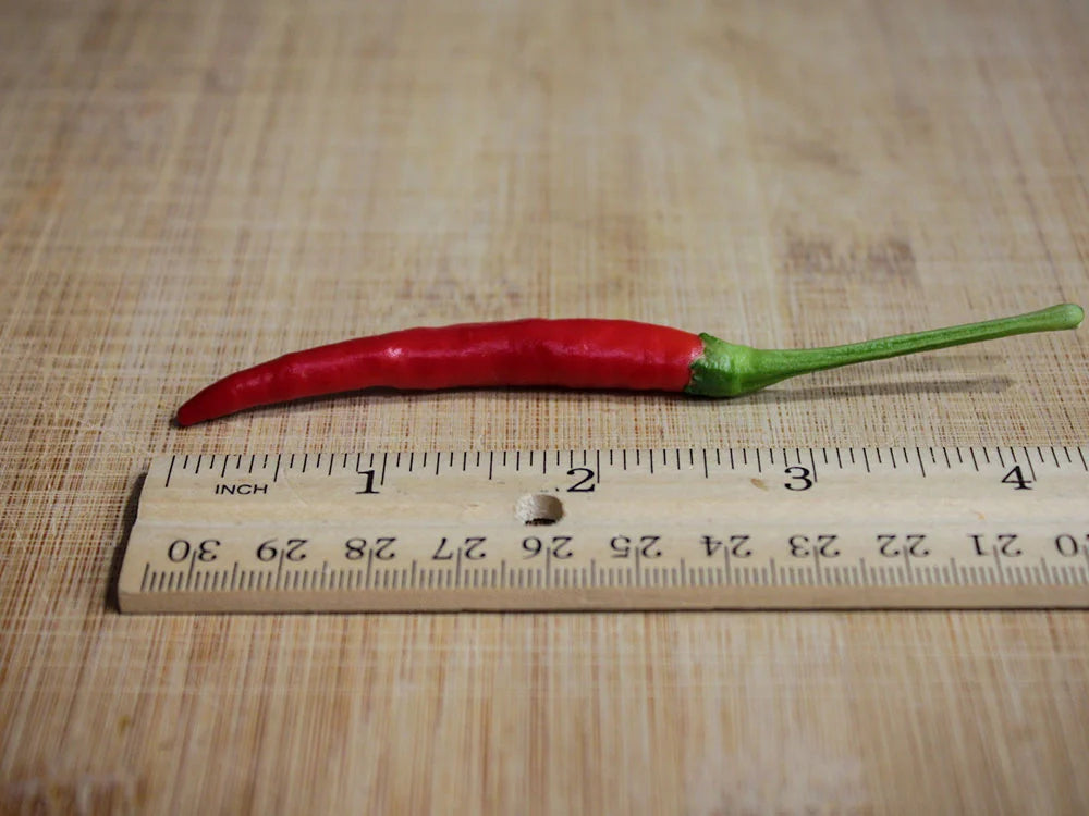 Santaka Chili Pepper Seeds: From Garden Patch to Spicy Dish