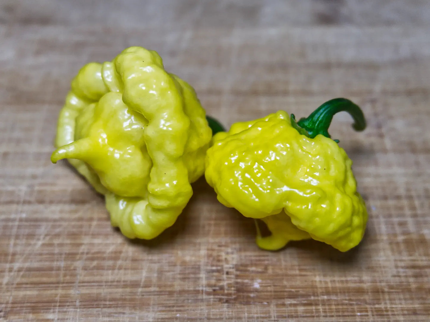 KSLS (Kang Star Lemon Starburst) Pepper Seeds - Rare Superhot Variety