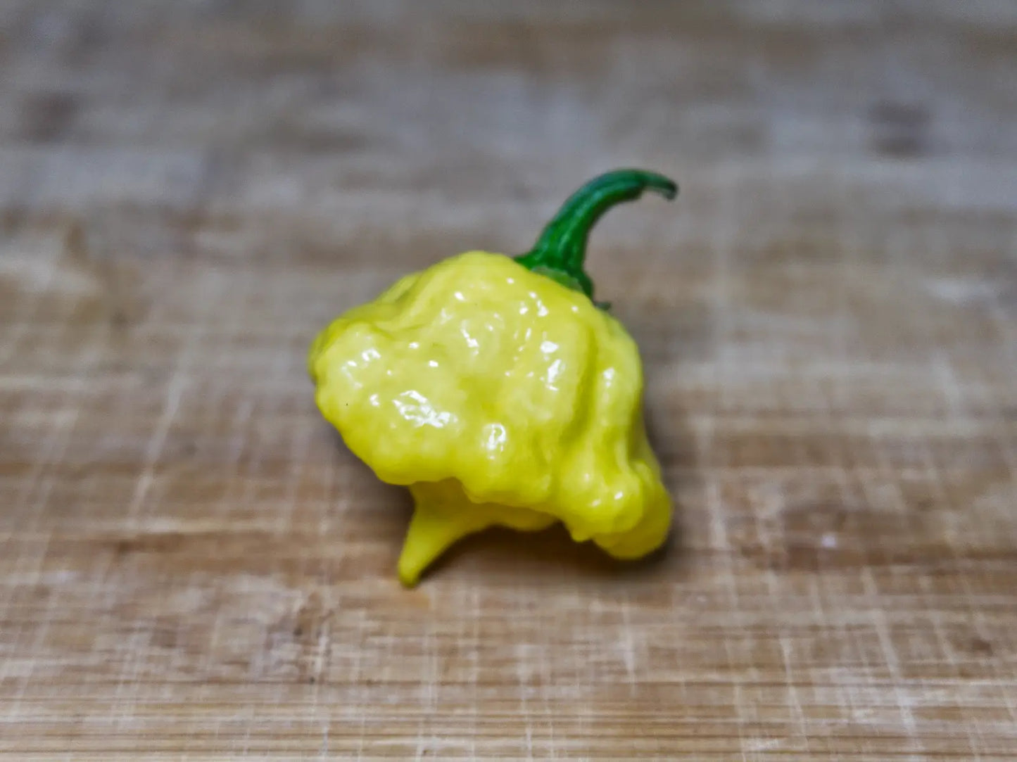 KSLS (Kang Star Lemon Starburst) Pepper Seeds - Rare Superhot Variety