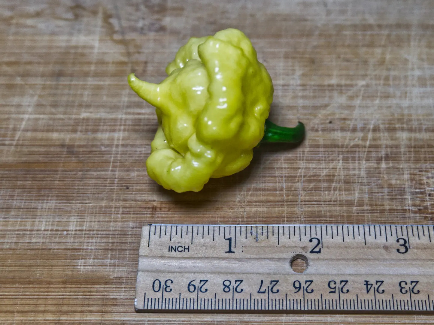 KSLS (Kang Star Lemon Starburst) Pepper Seeds - Rare Superhot Variety