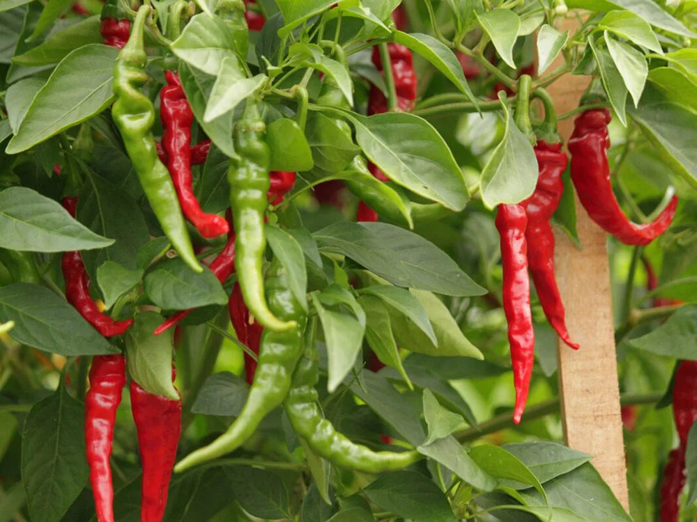 Cayenne Pepper Seeds: Long Slim - Fast & Fiery