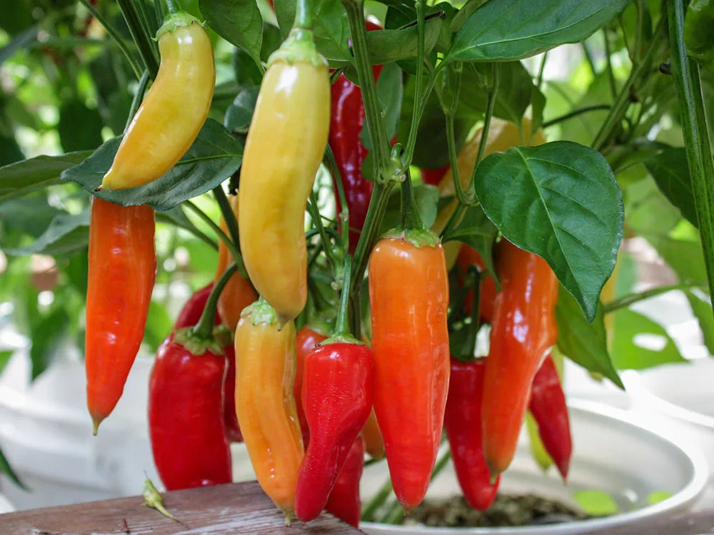 Aji Amarillo Pepper Seeds: Grow Peruvian Flavors at Home