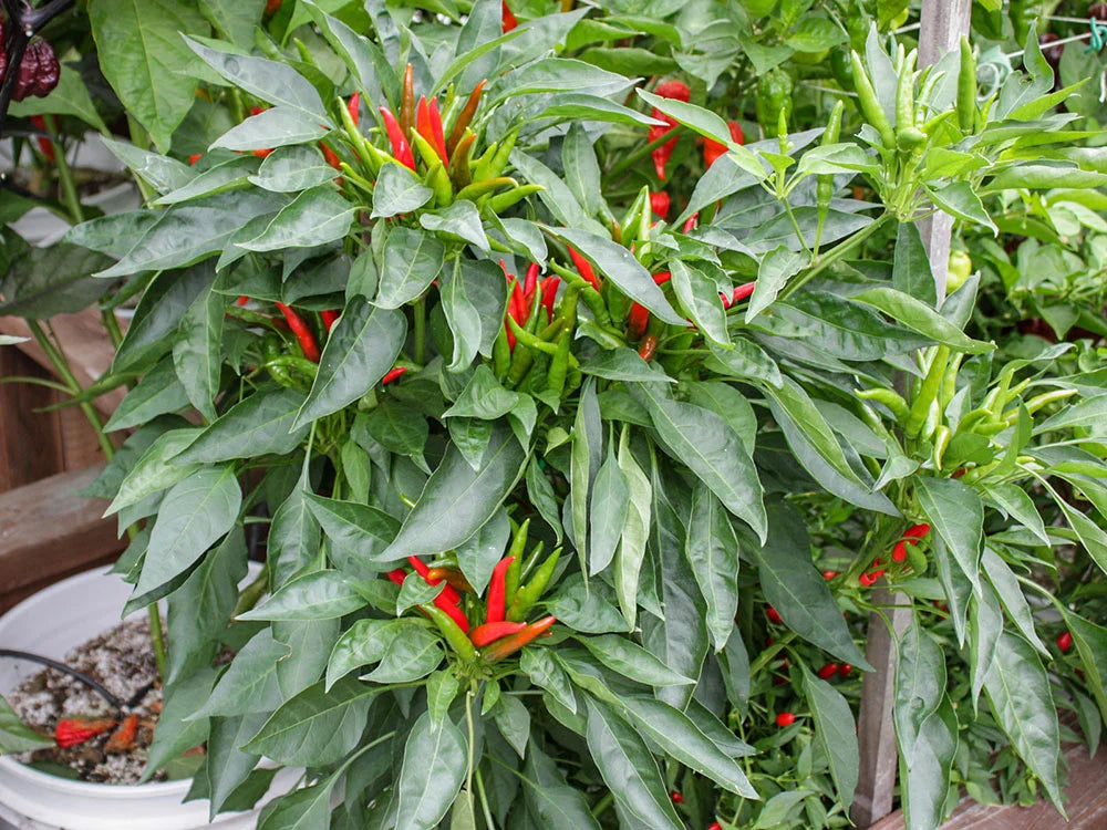 Yatsufusa Pepper Seeds: A Fiery Journey from Green to Red
