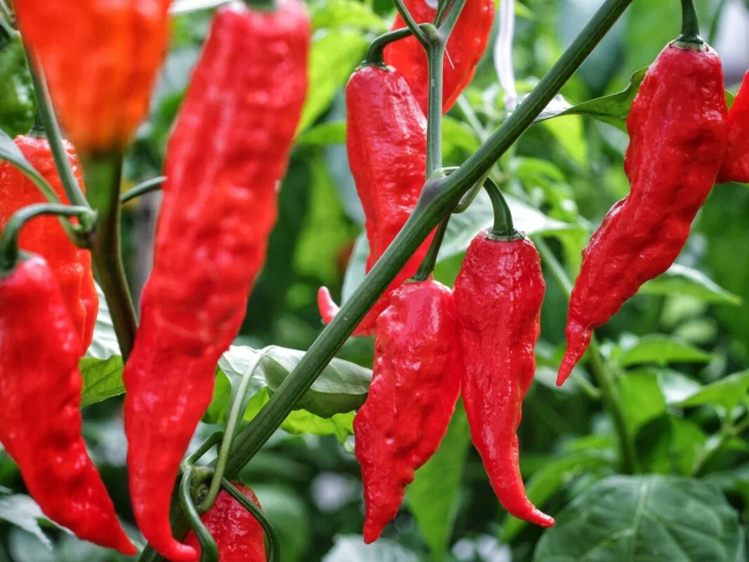 Prepare Your Soil for Thriving Pepper Plants: Tips for pH, Compost, and Care
