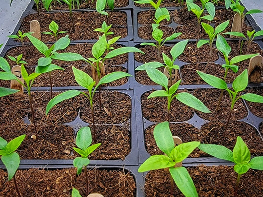 The Ultimate Guide to Starting Pepper Seeds Indoors
