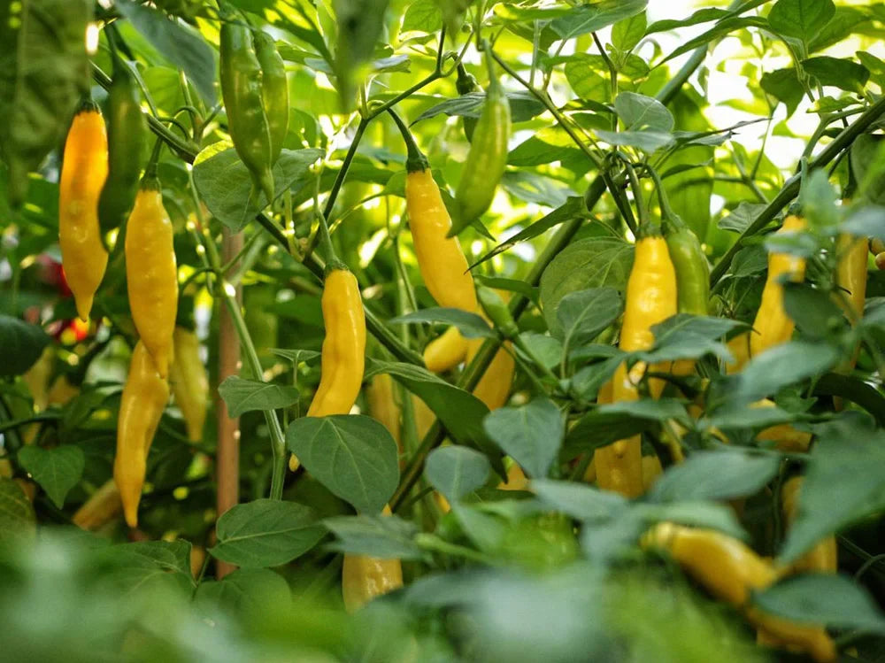 Flavor Before Fire: 7 Mild-to-Medium Peppers Packed with Taste