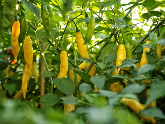 Flavor Before Fire: 7 Mild-to-Medium Peppers Packed with Taste