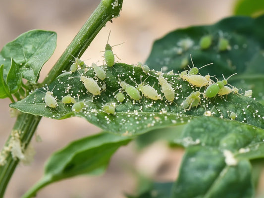 The Ultimate Guide to Pepper Pests and How to Beat Them
