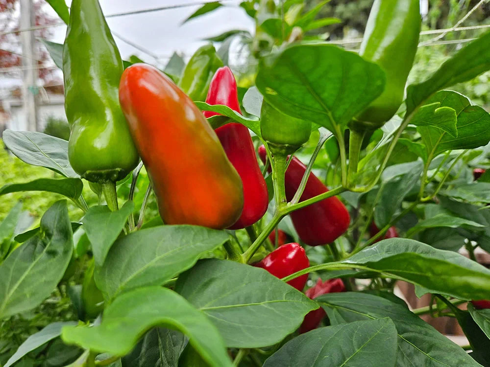 Best Pepper Varieties for Short Growing Seasons