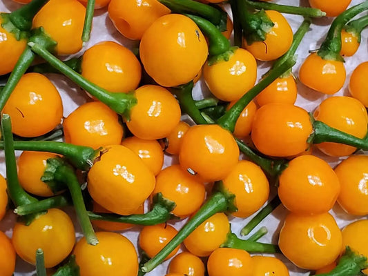 Aji Charapita Pepper Seeds: Unleash the Exotic Flavors of Peru