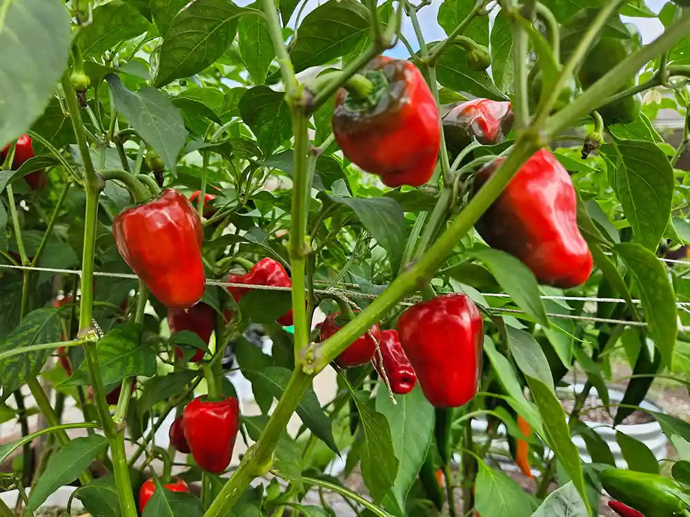 Aleppo 37 Pepper Seeds: Discover Middle Eastern Flavors