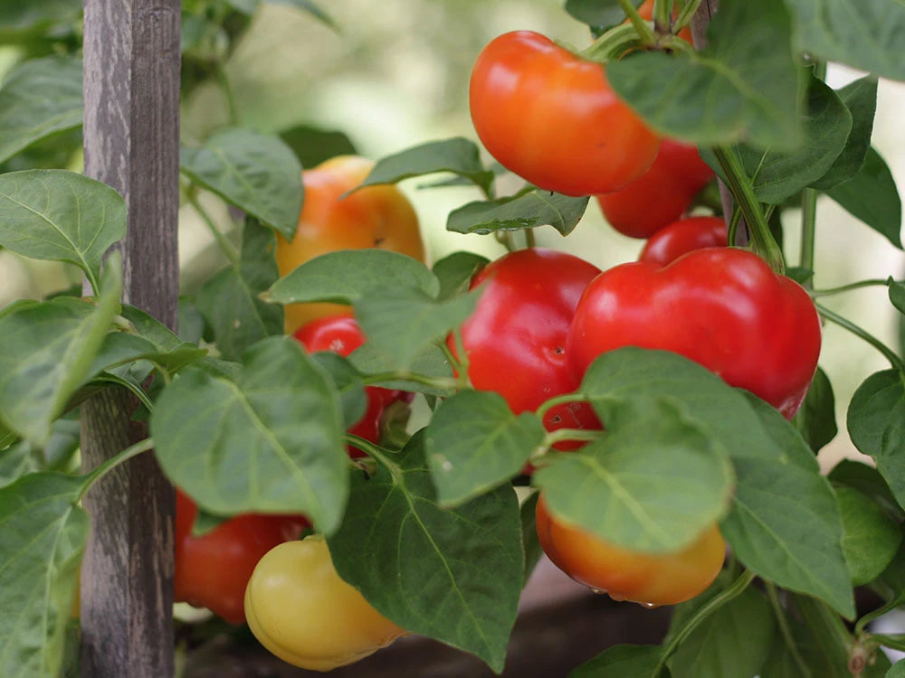 Alma Paprika Pepper Seeds: Culinary Potential in Your Backyard