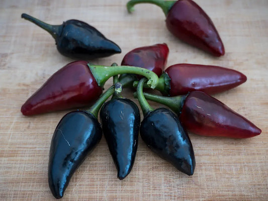 Black Hungarian Pepper Seeds: Uncover the Dual Charm