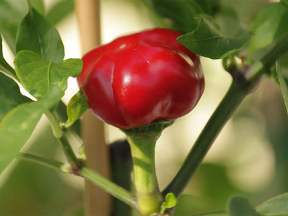 Calabrian Calabrese Pepper Seeds: Unlock Authentic Italian Flavor