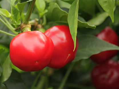 Calabrian Calabrese Pepper Seeds: Unlock Authentic Italian Flavor