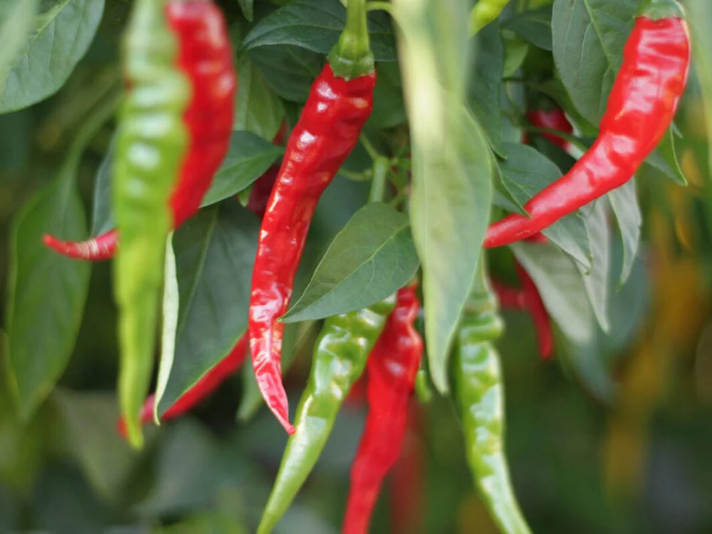 Cayenne Pepper Seeds: Long Slim - Fast & Fiery