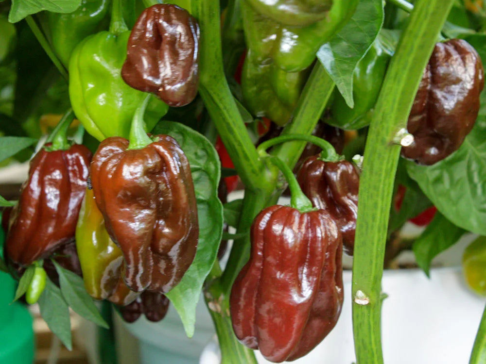 Chocolate Habanero Pepper Seeds: Unlocking the Fiery Flavor