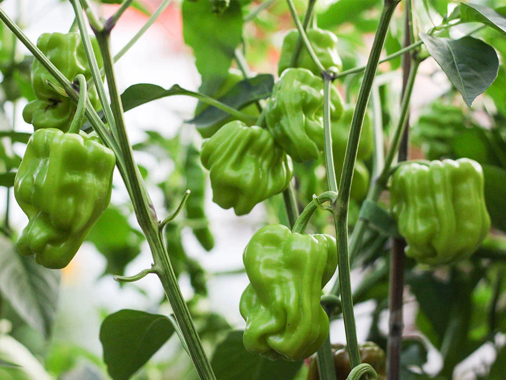 Dragon Toe Pepper Seeds: Unveil the Magic in Your Garden