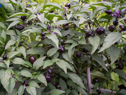 Filius Blue Pepper Seeds: Spice Up Your Small Space