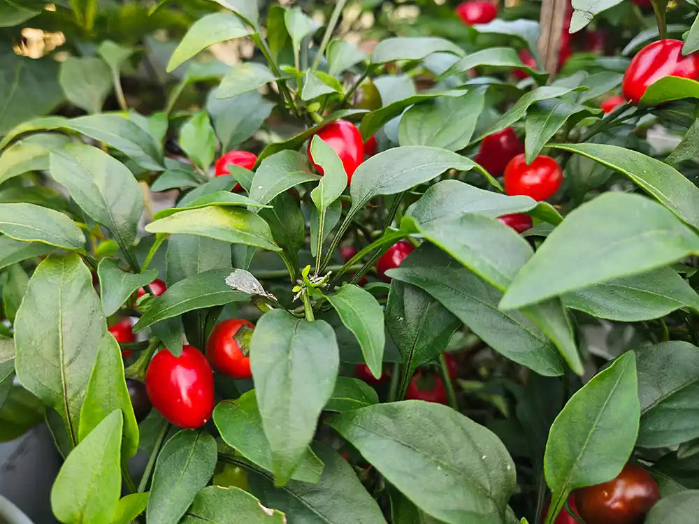 Filius Blue Pepper Seeds: Spice Up Your Small Space