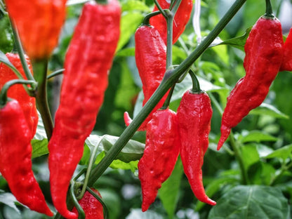 Ghost Pepper Seeds (Bhut Jolokia): Culinary Fire