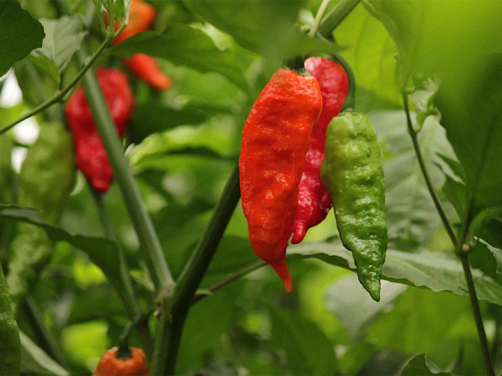 Ghost Pepper Seeds (Bhut Jolokia): Culinary Fire