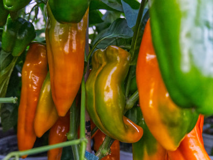 Golden Treasure Pepper Seeds: Sweet Italian Frying Pepper
