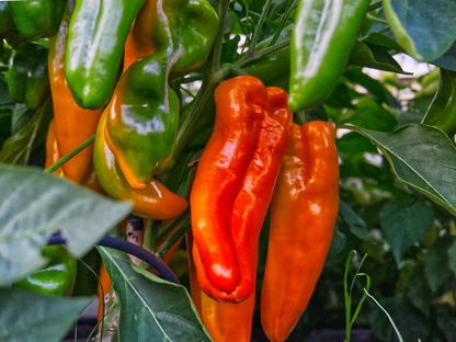 Golden Treasure Pepper Seeds: Sweet Italian Frying Pepper