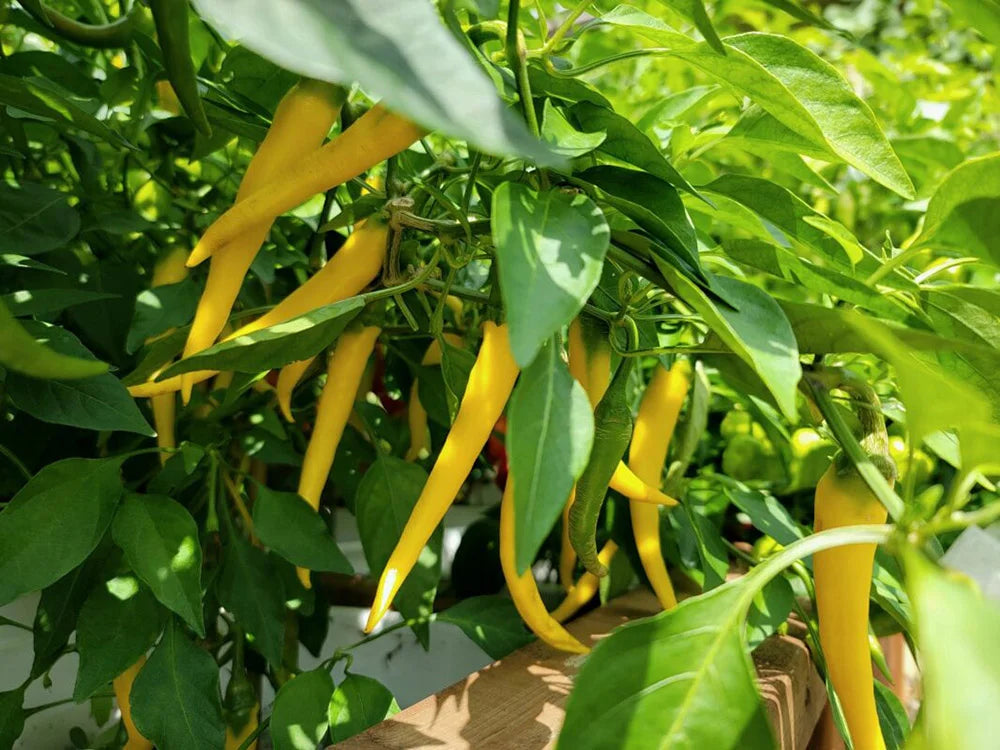 Golden Cayenne Pepper Seeds: Spice Meets Color