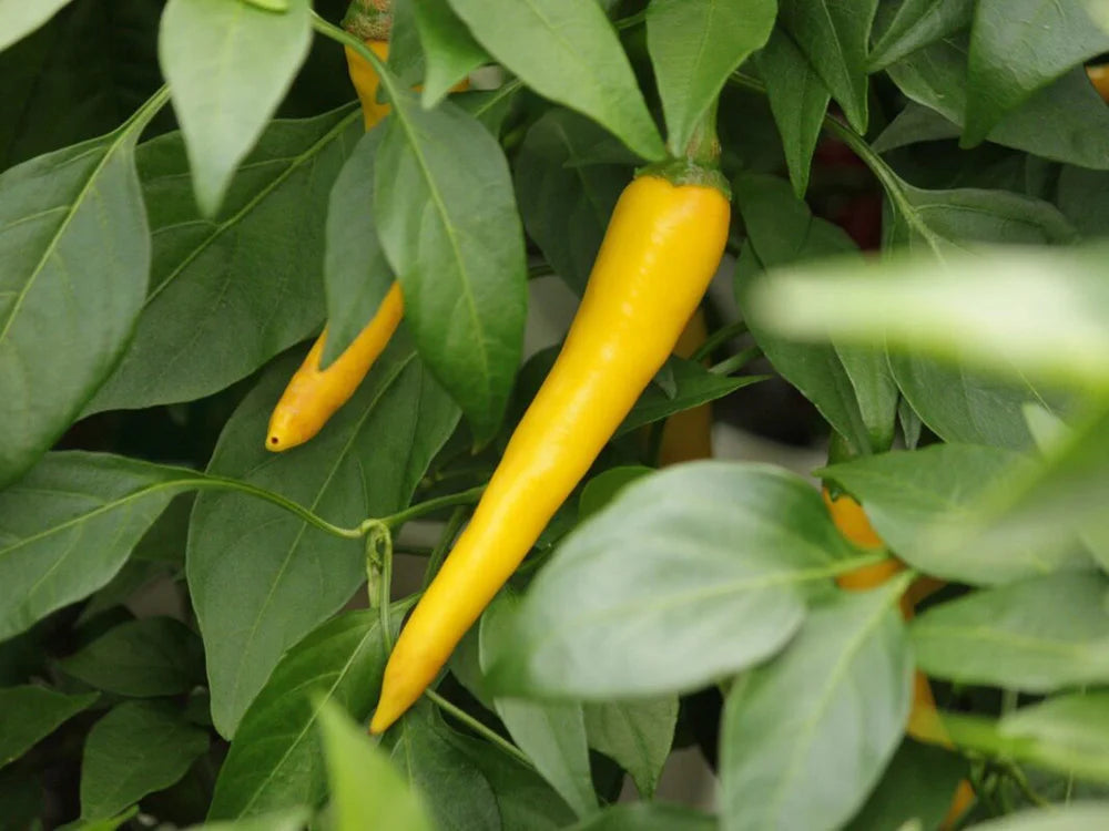 Golden Cayenne Pepper Seeds: Spice Meets Color