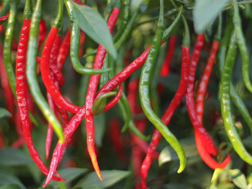 Gong Bao Pepper Seeds: Secret to Sichuan Cooking