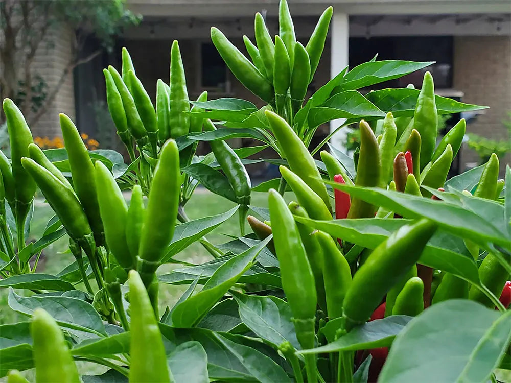 Thai Dragon Pepper Seeds: Unleash Authentic Heat