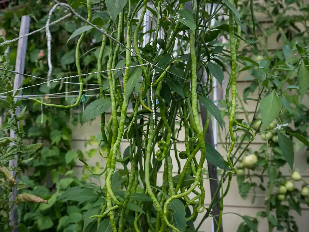 Thunder Mountain Longhorn Pepper Seeds: Grow Spicy Drama