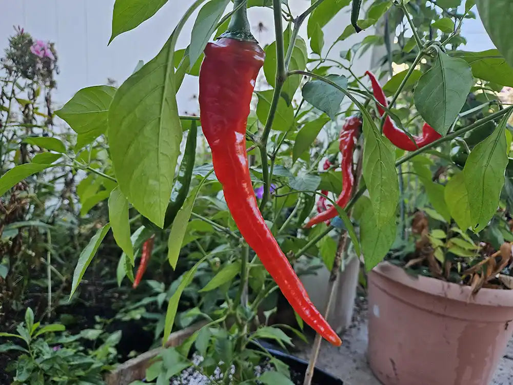 Hot Portugal Pepper Seeds: Ignite Your Culinary World