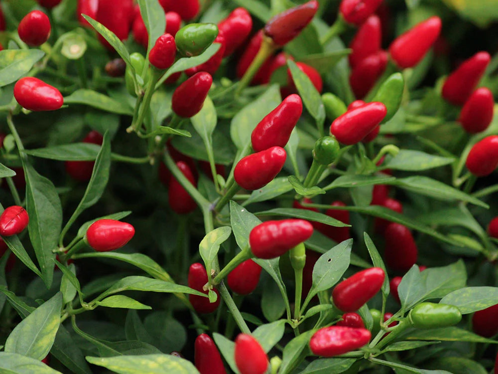 Bird’s Eye Pepper Seeds: Sizzling Flavor to Heat Up Your Recipes