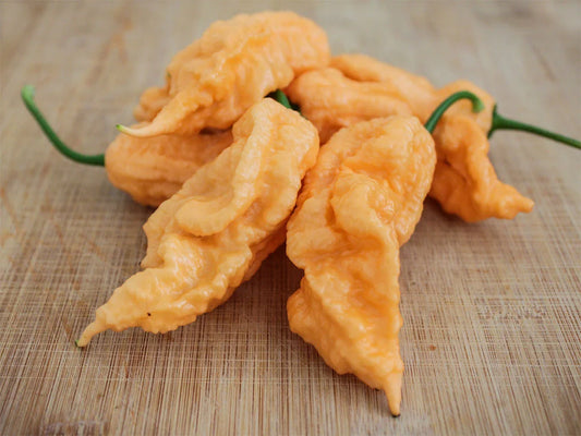 JPGS: Jay’s Peach Ghost Scorpion Seeds - Fiery Peach Perfection