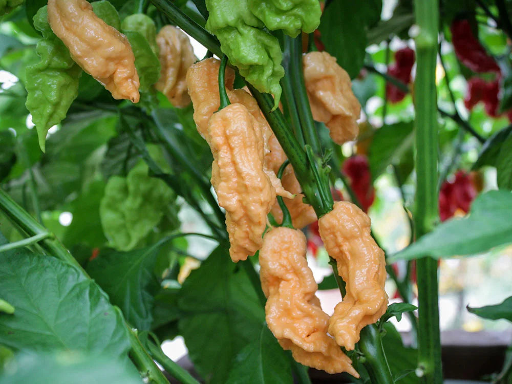 JPGS: Jay’s Peach Ghost Scorpion Seeds - Fiery Peach Perfection