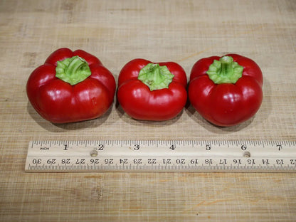 Alma Paprika Pepper Seeds: Culinary Potential in Your Backyard