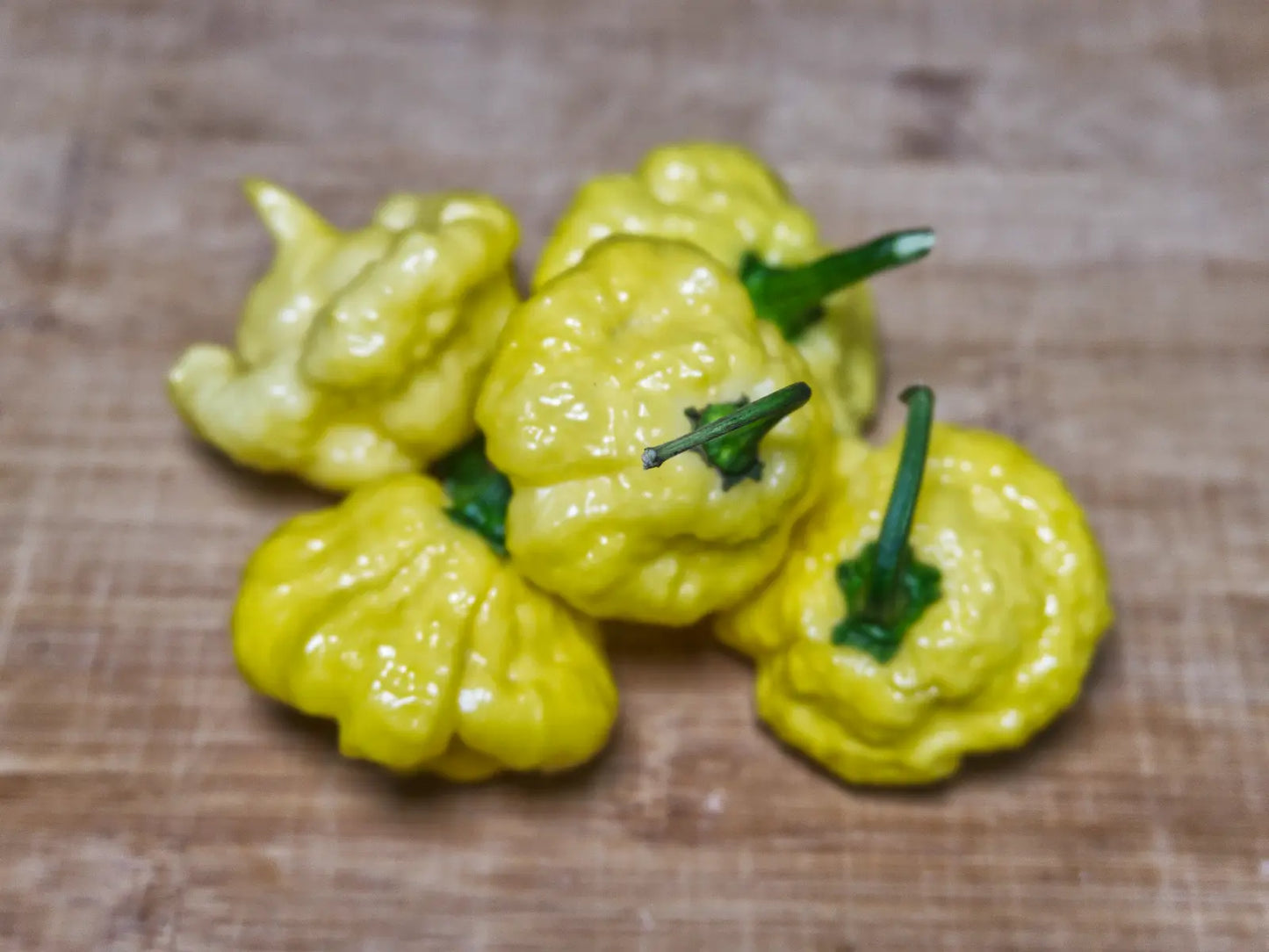 KSLS (Kang Star Lemon Starburst) Pepper Seeds - Rare Superhot Variety