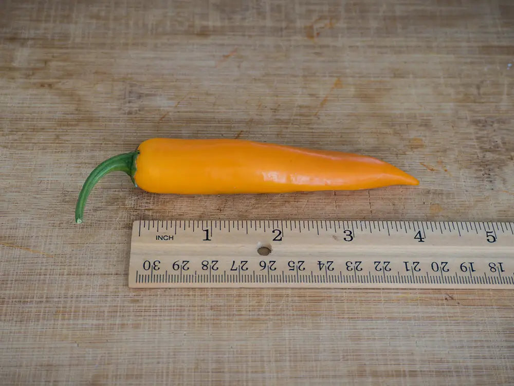 Large Orange Thai Pepper Seeds: Blend of Sweet and Spicy