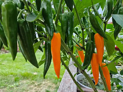 Large Orange Thai Pepper Seeds: Blend of Sweet and Spicy