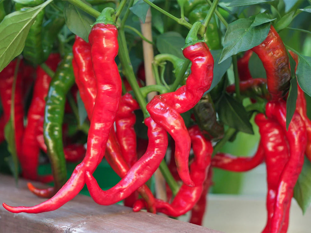 Maule's Red-Hot Pepper Seeds: From Garden to Gourmet Dish