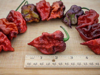 Orion Pepper Seeds: A Vibrant Italian Cross for Heat Seekers