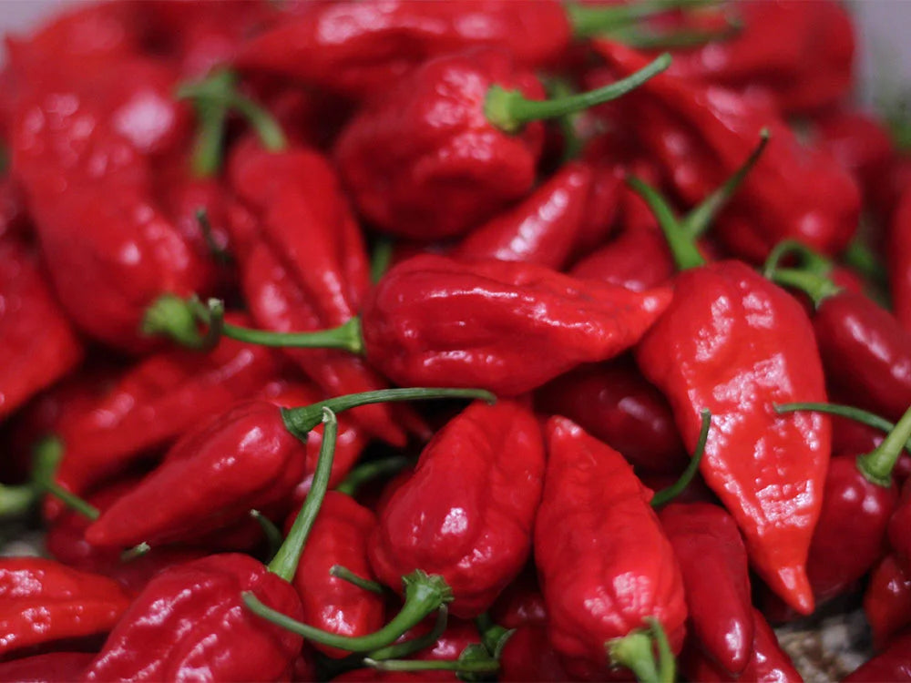 Naga Morich Pepper Seeds: Not for the Faint-Hearted